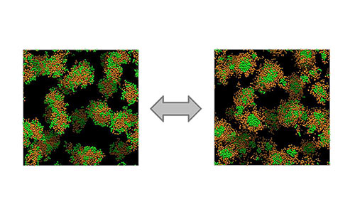 Modelling of microscale rheology.